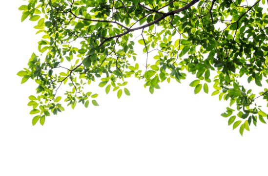 Natural green leaves white background