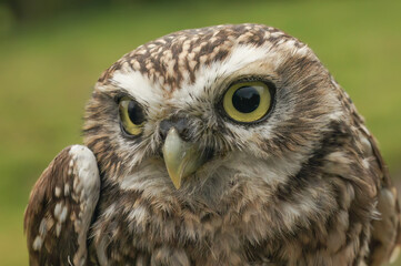 Closeup on the European yellow-eyed little owl of Minerva, Athene noctua