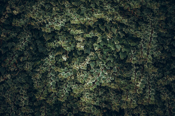 green shades ivy wall texture