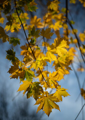 Fototapeta na wymiar Yellow Autumn maple leaves tree, blurry abstract background.