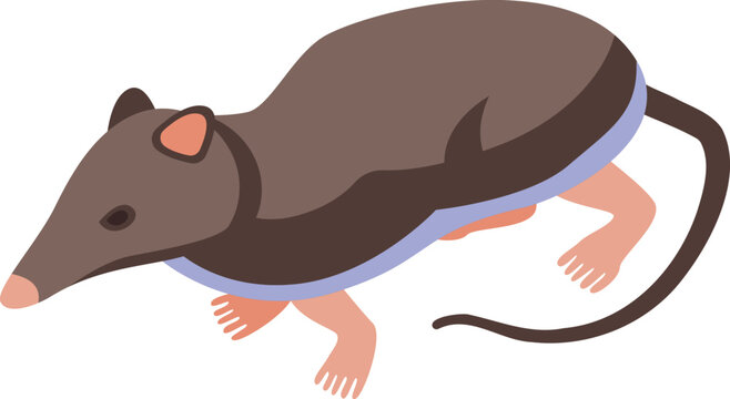 Pet shrew icon isometric vector. African mammal. Tail mouse