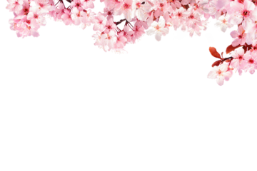Decoration light pink cherry blossom flowers frame with white background 