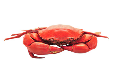 Boiled crabs prepared on transparent png © sommai