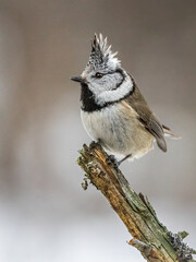 Small bird crested tit on a branch