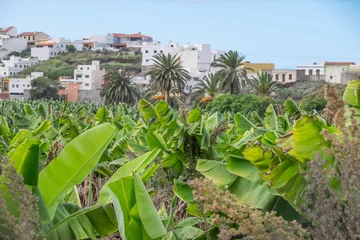 Foto op Canvas Plantación de plátanos en el municipio de Los Silos en el norte de Tenerife, Canarias © s-aznar