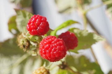 ラズベリー