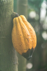Single cocoa bean hanging on tree, vintage