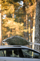 Christmas tree with garlands tied on a roof car in the snowy forest with sunlight. Fresh cut natural fir in net for xmas festival holiday decoration, symbol of family event, new year. Trees Market