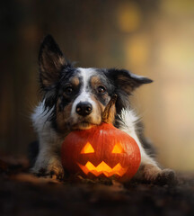 Border collie dog lying on halloween pumpkin