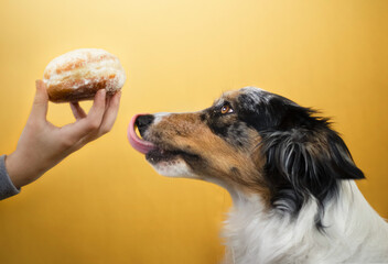 Border collie dog and a donut - obrazy, fototapety, plakaty