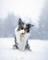 Funny border collie dog on a snow scenery