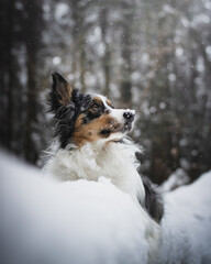 Border collie dog winter portrait