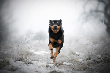 Running dog in winter scenery