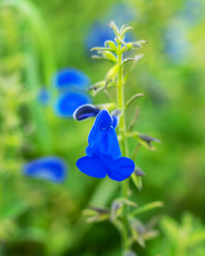 A flowering plant salvia patens (blue angel) among the grass in the meadow closeup. Sage with dark blue flowers in a meadow or on a lawn in a park