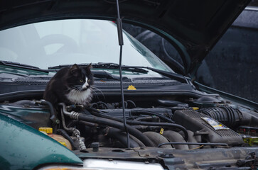 the cat sits under the open hood of the car