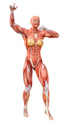 3D Rendering Female Anatomy Figure on White