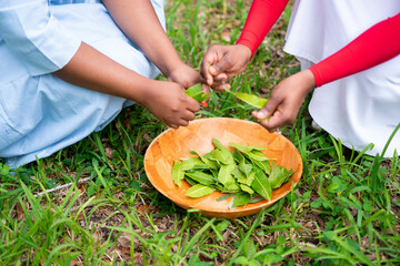 Woman cutting leaves for herbal bath