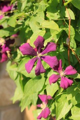 pink flowers