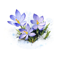 Crocuses. Watercolor illustration. Purple crocuses on the snow. Spring flowers in watercolor. For posters, postcards, greetings, etc.