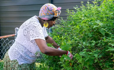 Fototapeten Lila woman landscaping plants in garden  © Love Soulèy