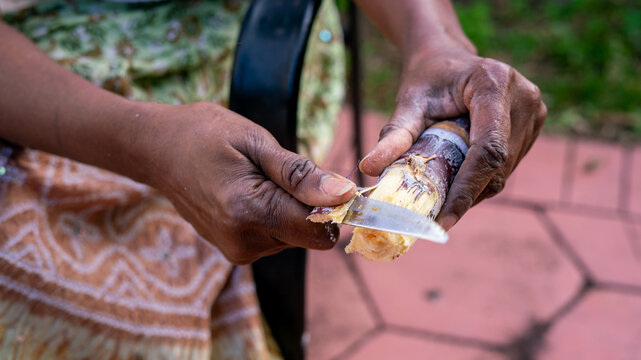 Woman in backyard cutting sugar cane