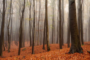Buczyna we mgle w Rezerwacie Przyrody Pazurek © Magorzata