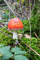 fly agaric mushroom in forest. High quality photo