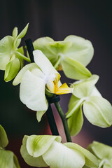 Belle fleur d'orchidée blanche et jaune - Plante décorative d'intérieur 
