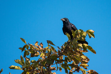 Corvus frugilegus - Cioara de semanatura - Rook