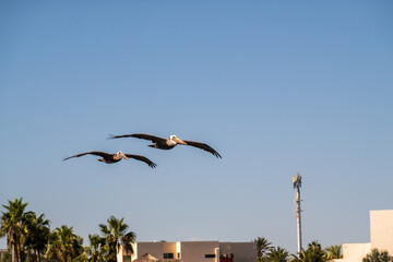 Two pelicans flying / gliding in tight formation in a blue sky, shot in La Paz, Baja de California...