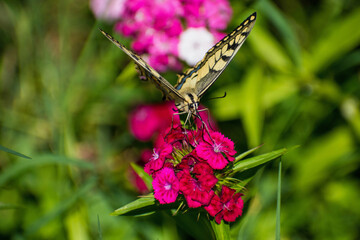 Papilio machaon - Fluturele coada randunicii - Old world swallowtail