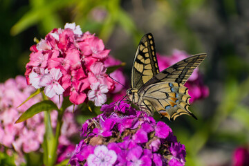 Fototapeta na wymiar Papilio machaon - Fluturele coada randunicii - Old world swallowtail