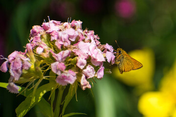 Ochlodes sylvanus - Large skipper