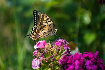 Fototapeta na wymiar Papilio machaon - Fluturele coada randunicii - Old world swallowtail
