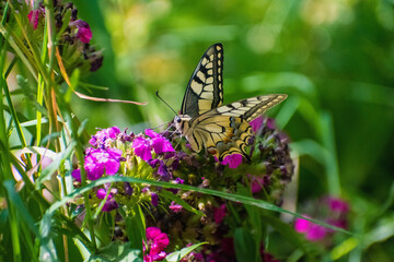 Papilio machaon - Fluturele coada randunicii - Old world swallowtail