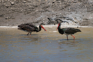 Ciconia nigra - Barza neagra - Black stork