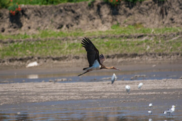 Ciconia nigra - Barza neagra - Black stork
