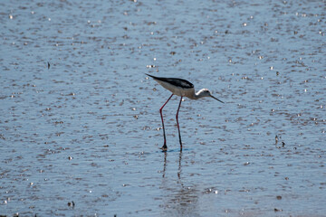 Himantopus himantopus - Piciorong - Black-winged stilt