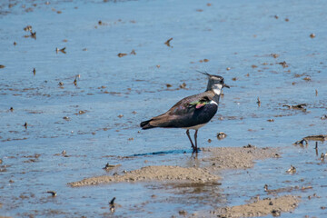 Vanellus vanellus - Nagat - Northern lapwing