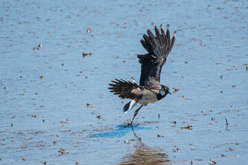Vanellus vanellus - Nagat - Northern lapwing