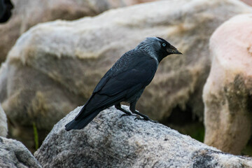 Corvus monedula - Stancuta - Western jackdaw