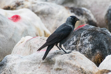 Corvus monedula - Stancuta - Western jackdaw