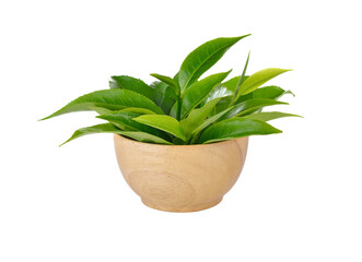 green tea leaf  on transparent png
