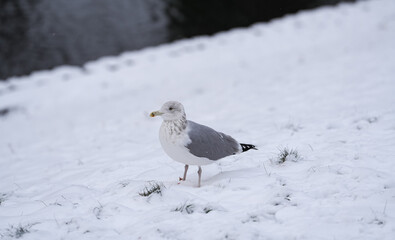 Portrait and close up view of a seagull bird standing next to a river in a winter snow landscape with dark water background. Common birds filming.