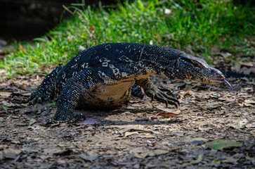 Varan, Varanus Salvator. In the Central Sri Lanka.