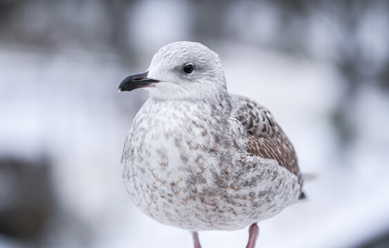 Portrait and close up view of a seagull bird standing next to a river in a winter snow landscape with dark water background. Common birds filming.