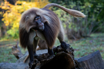 Alpha male of Gelada Baboon - Theropithecus gelada, beautiful ground primate