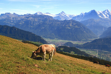 Fototapeta na wymiar Landscape with an alpine cow grazing in a meadow against the background of the mountain ranges of the Swiss Alps on a mountain Niederhorn near Interlaken, Switzerland 