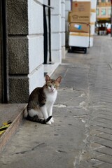 Stray cat on the street