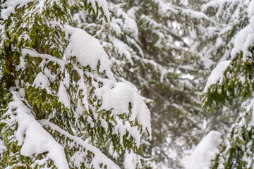 Snow-covered trees in winter forest in snowfall. Winter landscape.